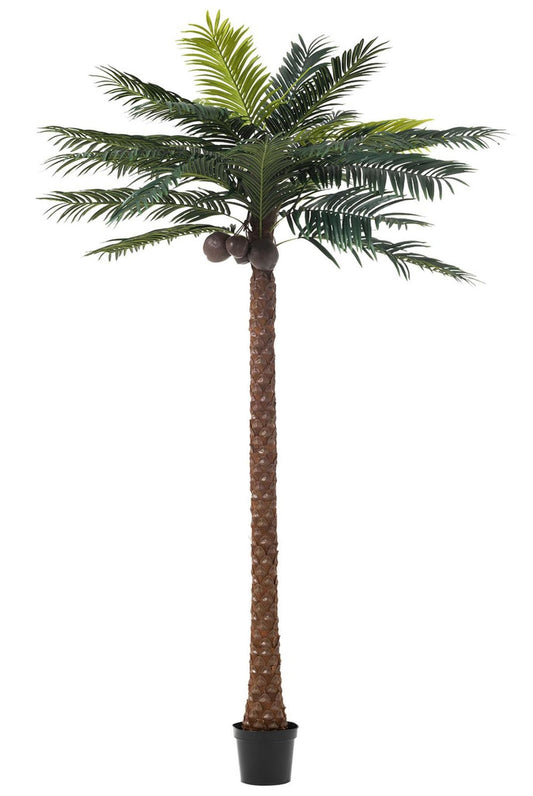 Palmetræ 4cocon i gryde pl grn