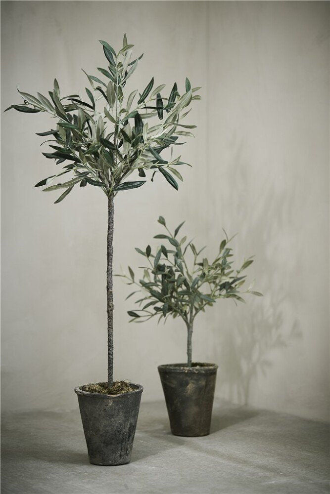 Oliventræ Flora  44 cm.